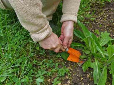 Gardening and Spirituality Image